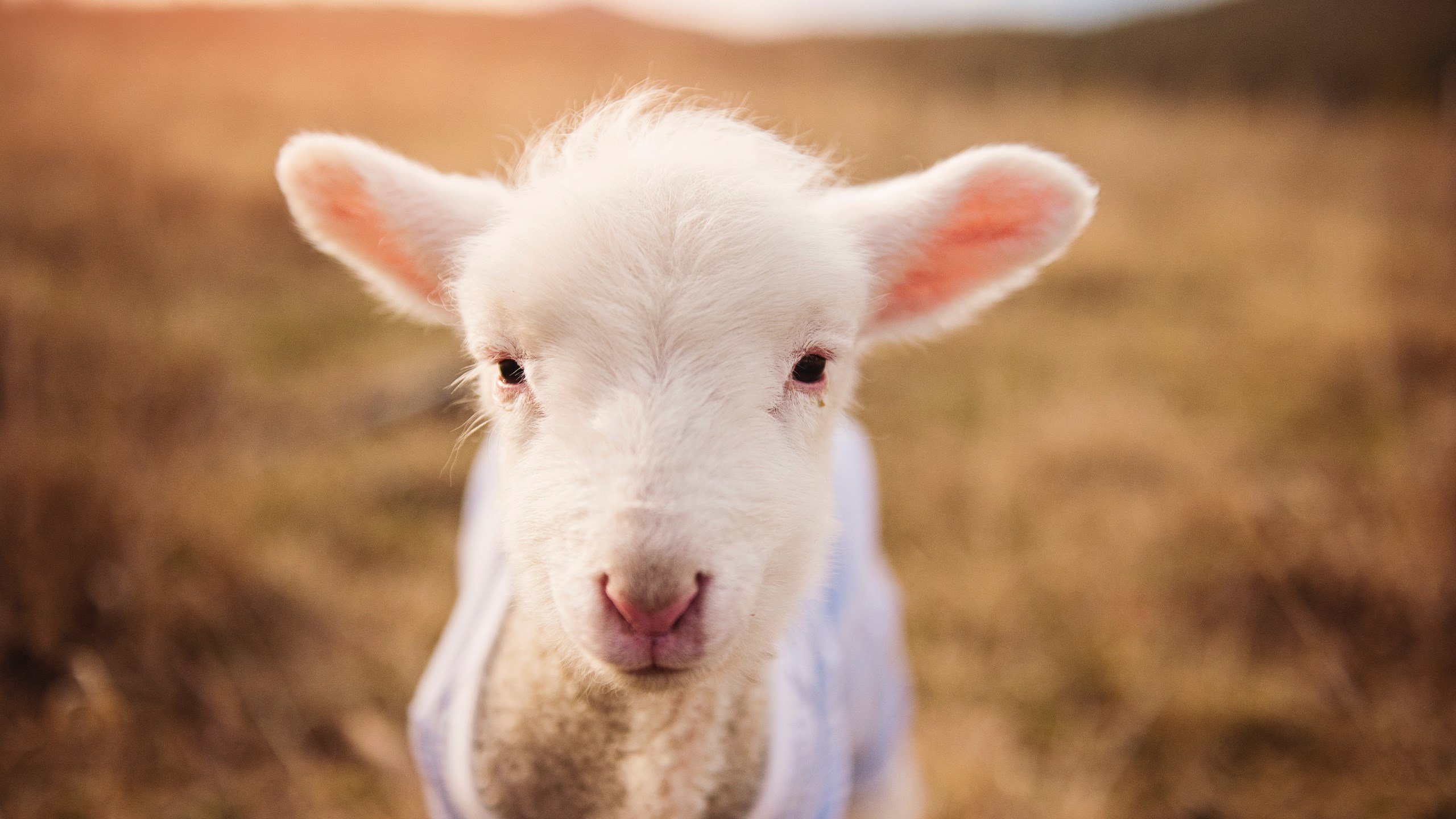 kaiyun.com-几内亚男篮在非洲预赛中拼搏,逐步跻身世界舞台