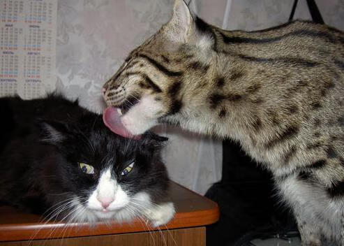 开云网页版-女子英格兰队引领橄榄球职业化浪潮,英格兰橄榄球国家队