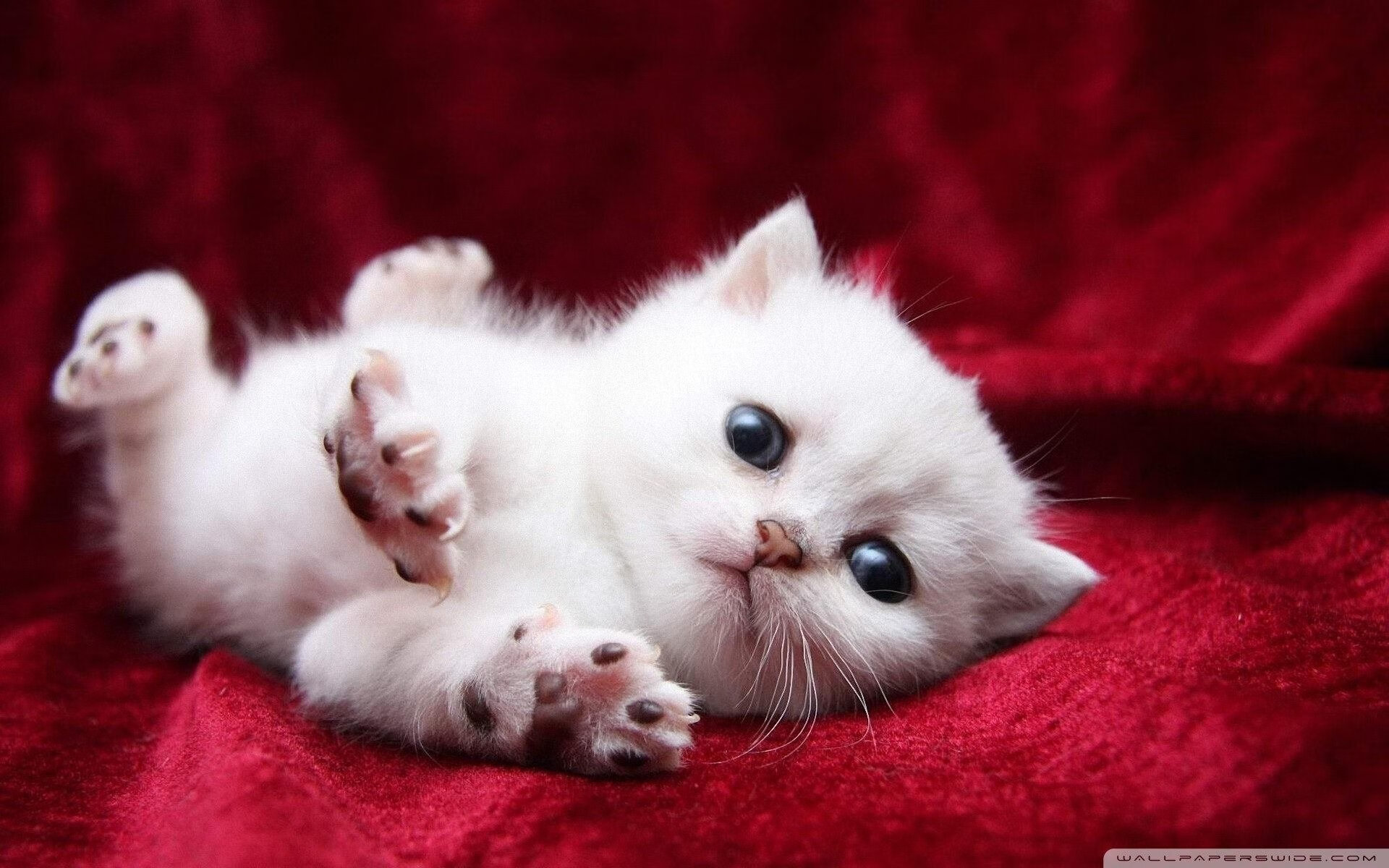 开云·体育官方网站入口-意甲战术谋划:布局巧妙,变化多端!,意甲分析预测