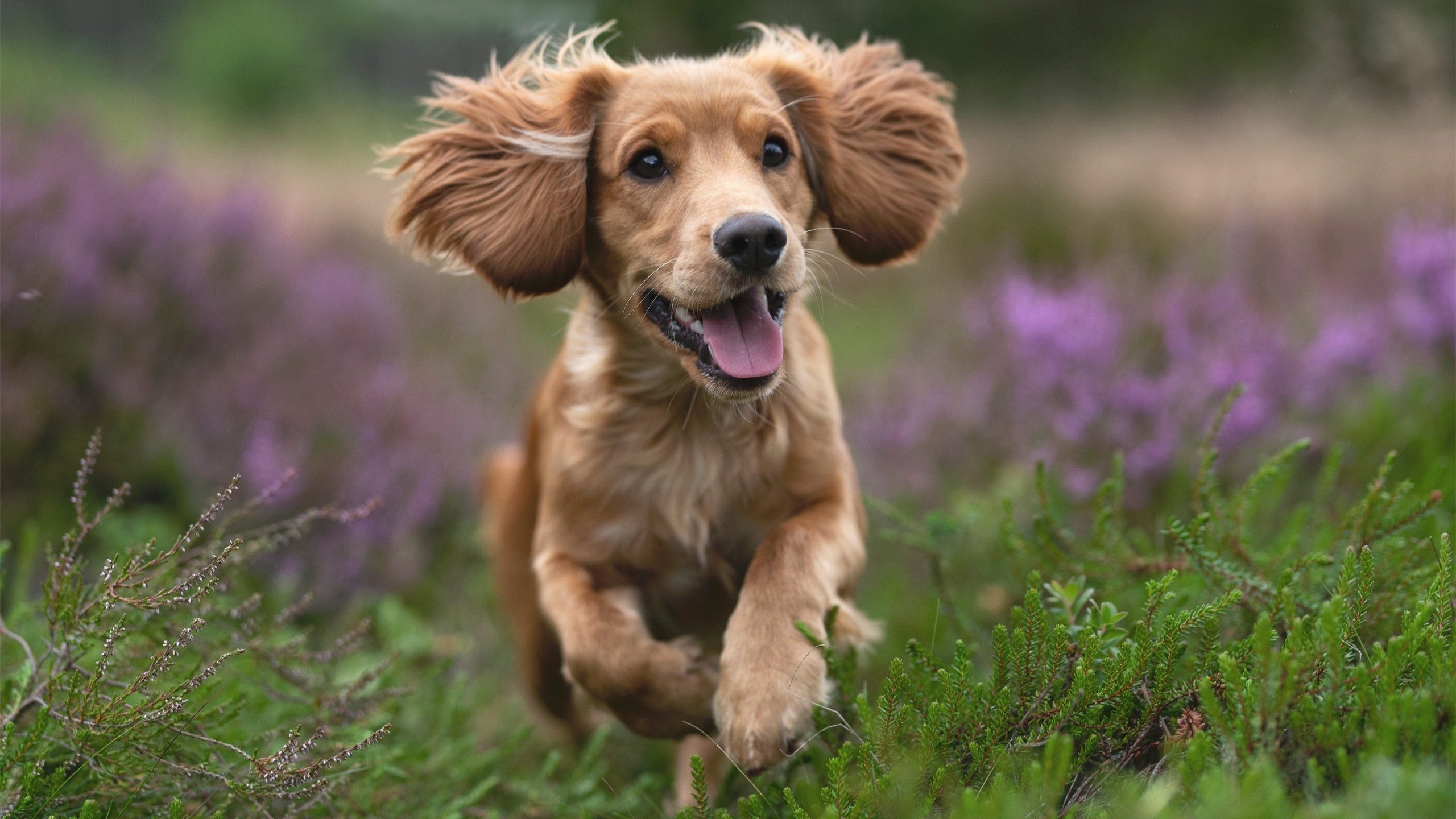 Kaiyun APP-戴维·帕特森全场的视野与领导能力，让袋鼠队在橄榄球锦标赛中保持竞争力