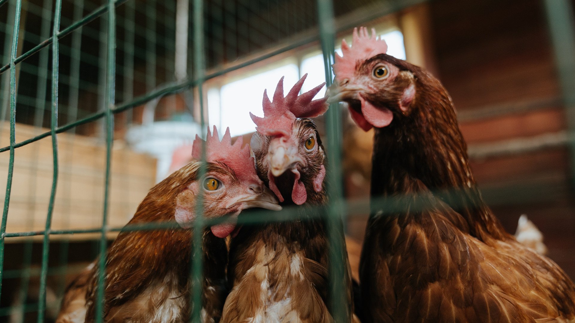 开云-教练临场调整及时,战术响应迅速,作为教练员如何临场指导