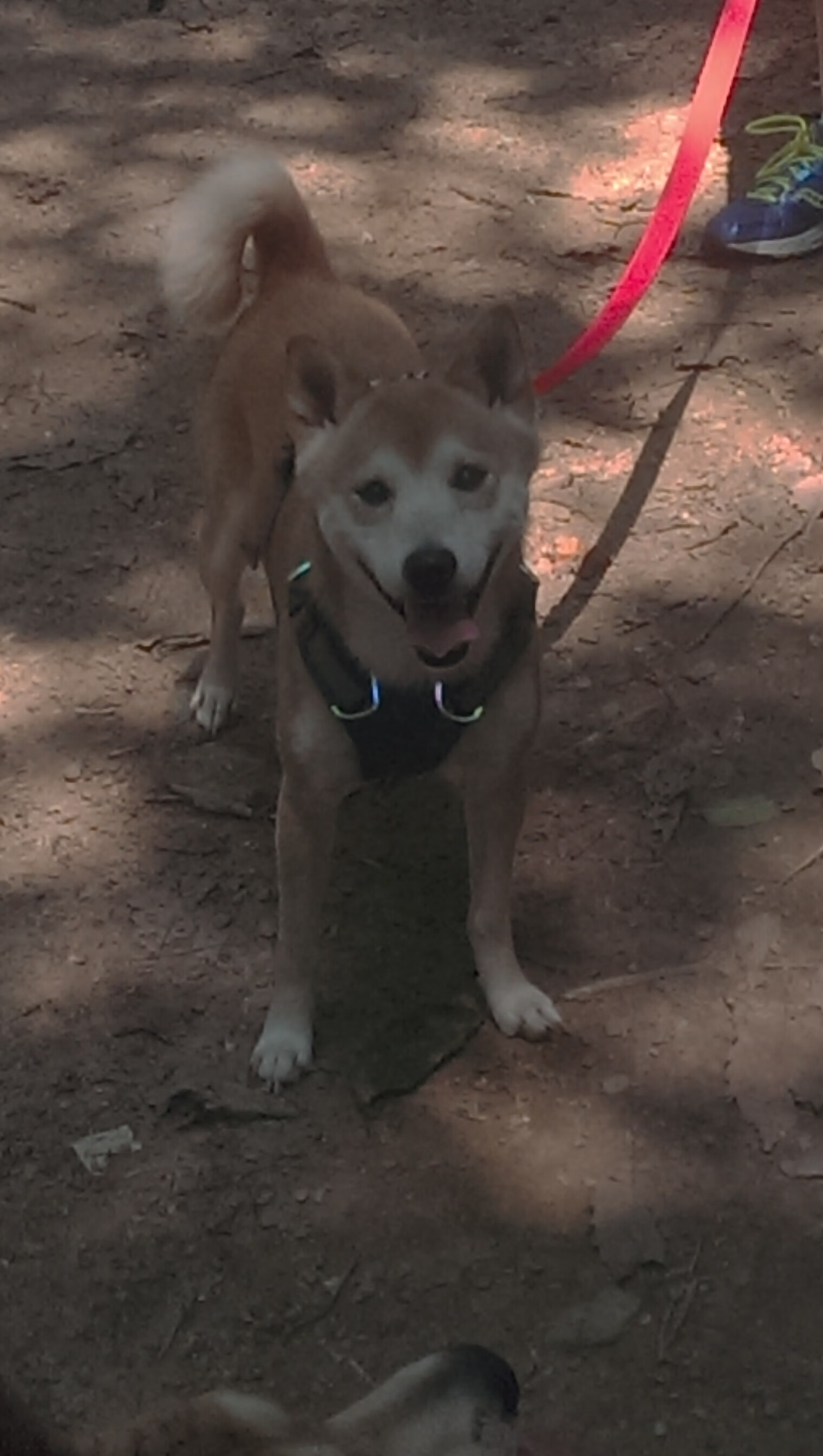 开云官网在线-欧洲杯战术升级：变阵、突破、新战例！，欧洲杯2021新规则