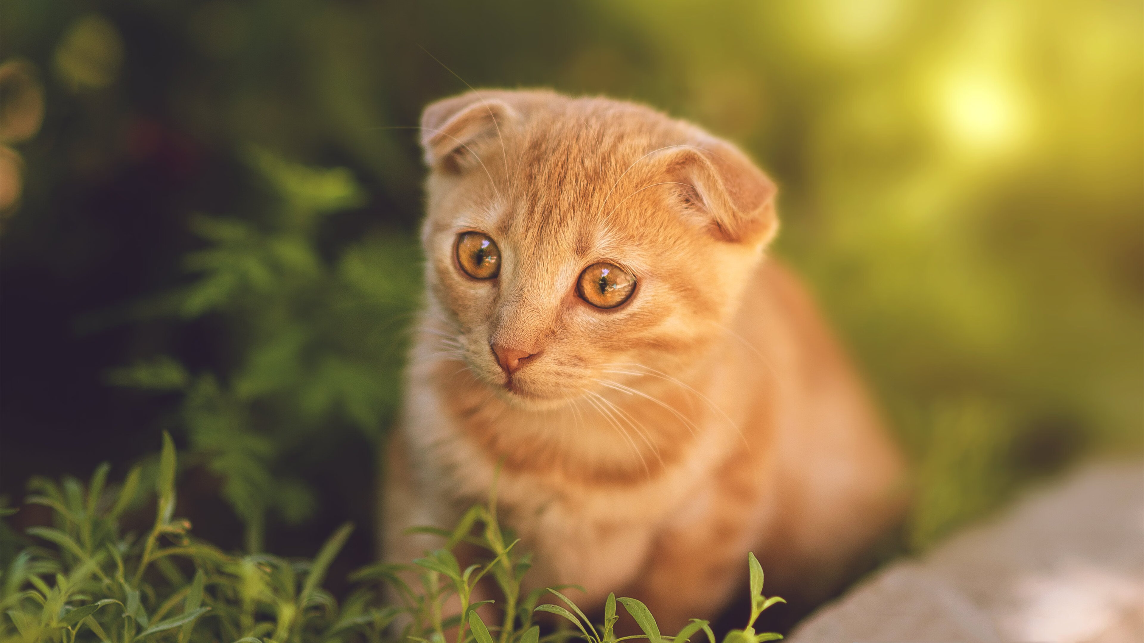 开云网页版-法甲新星崭露头角:未来巨星一飞冲天!,法甲新秀