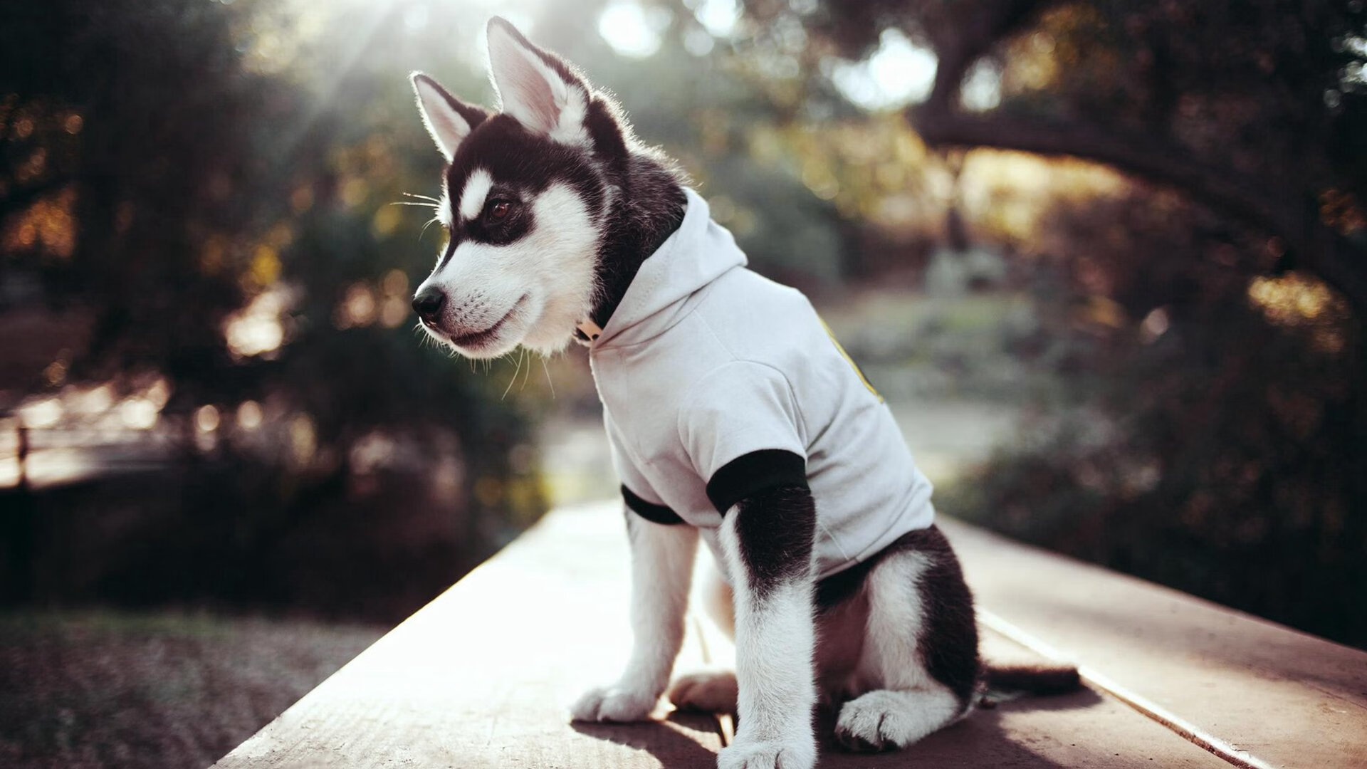 kaiyun-陈艺文称霸女子跳板项目，跳水陈艺文能参加奥运会吗